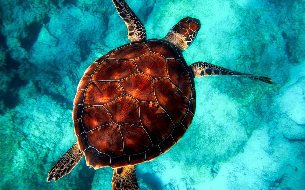 Kernkonzepte der Business Analyse oder alles über die Schildkröte