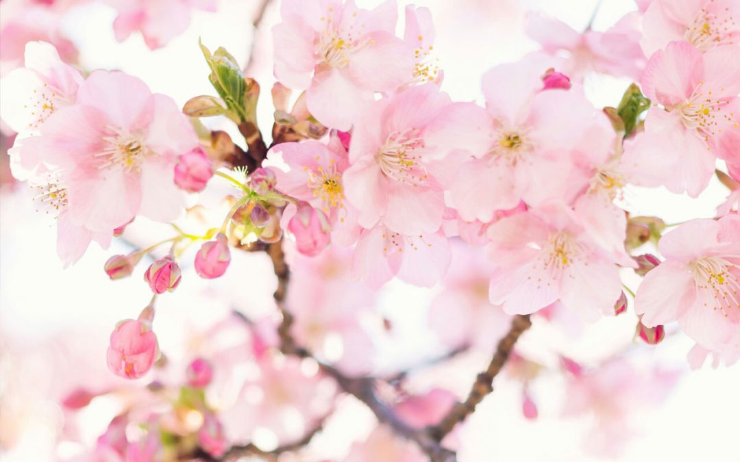April Showers Bring May Flowers