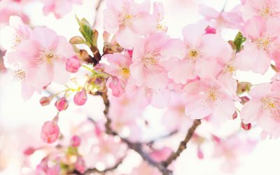 April Showers Bring May Flowers